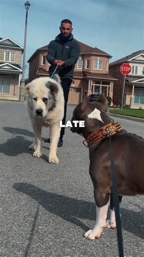 Alabai vs Pitbull: The Silent Standoff