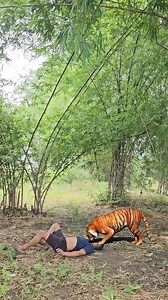 11K views · 29 reactions | Angry tiger attack video in jungle #27 女 #usareels #angrytiger #viral #facebook #tiger | Wild Green Forest | Facebook