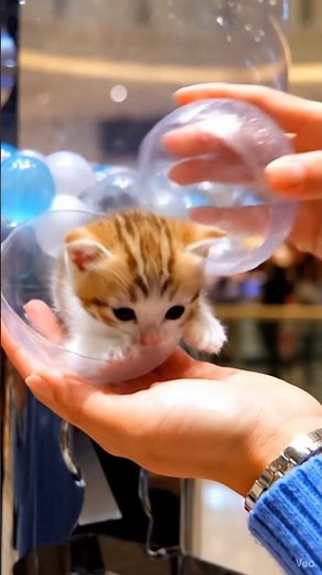gachapon ? sign me up #cat #kitten #gacha