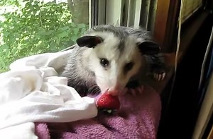 Possum eating a strawberry.