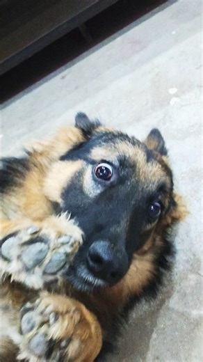 masoom jack #funnypets #germanshepherd #puppylove #cutedogs