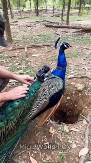 Peacock Chick POV: Inside the Nest Exploring the Forest | MicroWorld POV