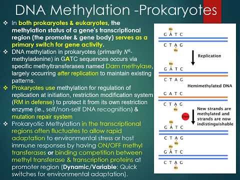 DNA Repair Mechanism