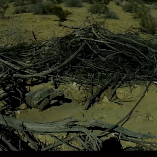 WATCH: Mojave Max emerges from his burrow! He was one day short of his latest emergence on record which was April 24 of last year. More: https://www.fox5vegas.com/2024/04/23/first-fox5-mojave-max-emerges-burrow/ | FOX5 Las Vegas