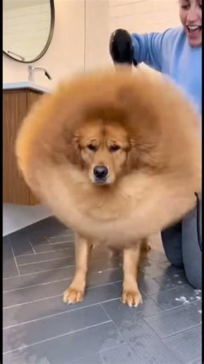 吹風機太強把狗狗吹到臉變形！Dog Face Distortion Blowdryer😂🐶#shorts #funnydog #petfails #lol #comedy