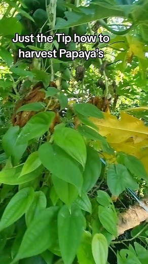 2.6M views · 62K reactions | JUST THE TIP : HOW TO HARVEST PAPAYAS #papaya #fruit #tutorial #healthy #exotic #farming #asianfruit | HoeyFarmer | Facebook