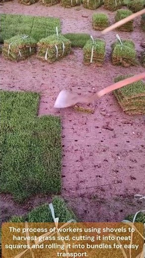 The process of manually harvesting grass sod with a spade
