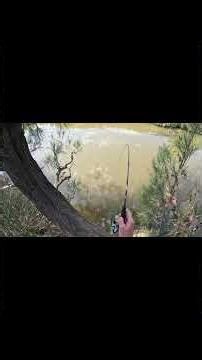 Tea Bagging Shrimp For ANGRY Bass. #bassfishing