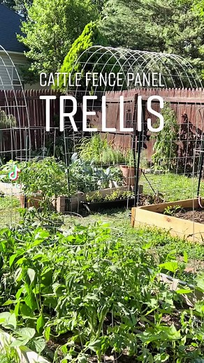 54K views · 2.2K reactions | Here the quick #diy #howto video on how I put together the #cattlepanel #trellises in the #garden. #trellis #cattlepaneltrellis #gardening #grow #growfood #verticalgardening #raisedbedgarden #urbanfarm #urbanfarming | Lil Urban Farm | Facebook
