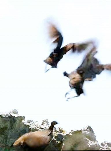 wildlife (@wildlife5113) - Wild Animals in Their Natural Habitat