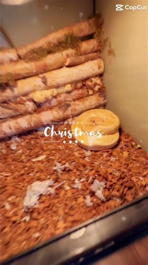 You Won’t Believe the Colors on This Banana Pied Ball Python 😍