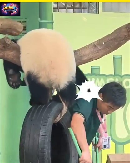 🤣Funny Facts about Babby Panda 🐼