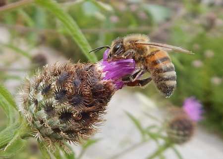 10 Reasons Why Bees Are Important...(and awesome!) with a video!
