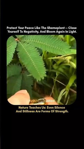 The Plant That Feels Your Touch 🌿