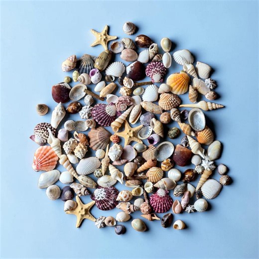 Mixed Seashells 1-3cm | Mini Starfish | Coastal Collection | Seaside Treasures | Natural Shell Mix - Etsy