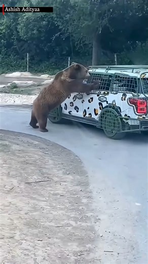 Animals That Walk Just Like Humans! #shorts