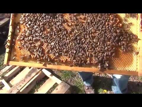 Beekeeping : How To Split A Bee Hive Part 2