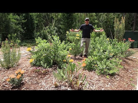Protea garden 1 year update - leucospermums massive growth - tips to growing