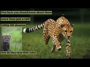Fastest Running Animal - Cheetah! 1080p HD | FIVE FACTS