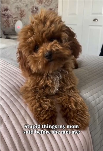 Spoiling My Cavapoochon with Puppy Eyes