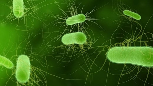 Shiga toxin-producing E. coli outbreak(s)