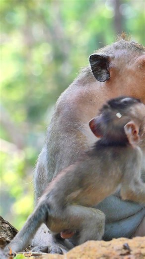 Piggy Jinx Vs Little Jester | Lovely Monkey