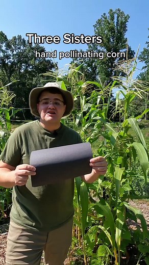 Three Sisters Companion Planting: Part 12 Last year my family tried the Three Sisters companion planting technique for the first time! Passed down by the Native Americans, this technique is a great way to grow three crops together. I wasn't posting on Facebook back when we did this so over the next few days I'll post the videos of our experience last year! Would you want to give it a try? . . . . . #homestead #homesteading #organicgardening #corn #vegetablegarden #gardening #beans #seeds #backya