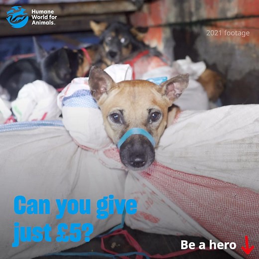 249K views · 14K reactions | Used, abused and treated like objects. Too many animals live their lives filled with fear. This year, more than ever, we're counting on donors like YOU to remember the animals suffering in silence every day, facing severe cruelty and neglect. ⚠️ Big or small, every gift has the power to help save an animal’s life. Please, donate NOW to help us reach them and continue our lifesaving work! | Humane World for Animals | Facebook