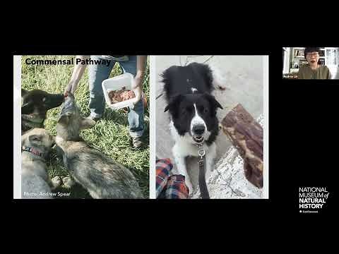 HOT (Human Origins Today) Topic: How Dogs Became Our Best Friends: The Genetics of Dog Domestication