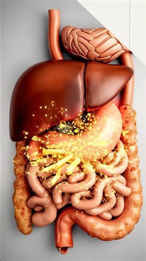 "Pregnant Woman Eating Vegetables: 3D Animation of Healthy Digestive Process 🤰🥦"