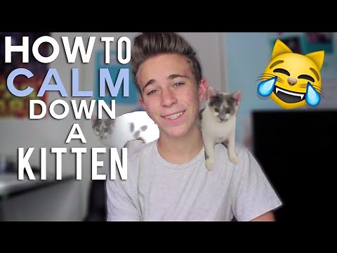 HOW TO CALM DOWN A KITTEN!!!