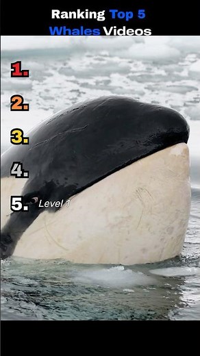 Top 5 Most INCREDIBLE Whale Moments Ever Caught on Camera! 🐋😱