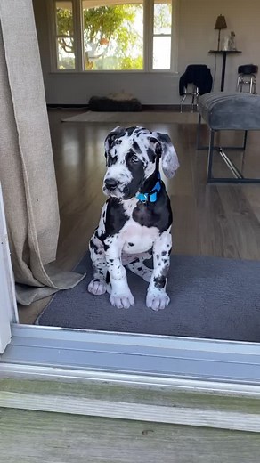 Meet Quinn: The Adorable Harlequin Great Dane Puppy
