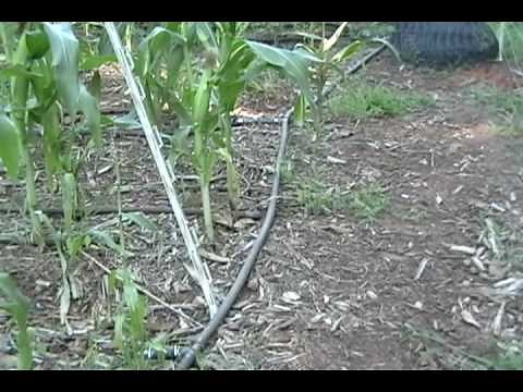 Watering tomato plants: how to use a drip hose irrigation system.wmv