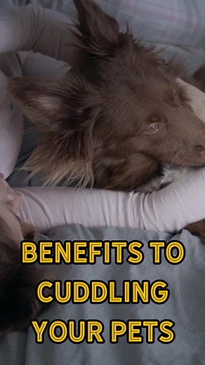 Who knew that August was all about rest and relaxation?? With two holidays all about your beauty sleep, you might as well use the down time to snuggle with your favorite fur baby! Did you know there are benefits to giving your dog or cat some love?? Click https://bit.ly/3Dyn1U8 and together we will go over how much more you get from giving your pet a hug! #EvolvePets #ChooseEvolve #CuddleBuddy | Evolve Pet Food