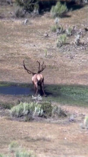 elk season is on the horizon #elk #hunting #rut #bull elk