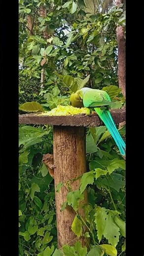 “How to Make Beautiful Paper Birds – Easy Craft Tutorial”• “DIY Paper Birds | Simple Origami