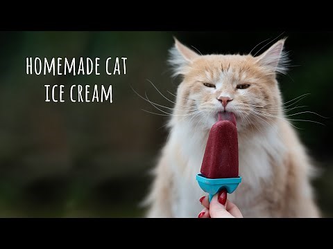 DIY homemade Ice cream for your CAT