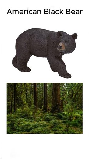 🔥 American Black Bear Can Kill in Seconds 😳🐻🔥
