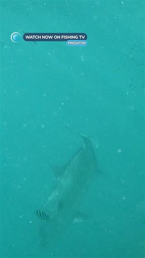 7.8K views · 62 reactions | When the camera man catches a monster -...