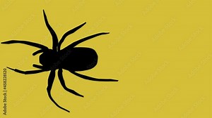 Black spiders crawling run walks on transparent alpha channel background. Overlay for compositing.. Group big spiders running transition. Halloween theme for video edit and transition