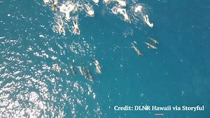 4.1K views · 50 reactions | This group of swimmers could face legal trouble after they appear to harass a pod of wild dolphins. Learn more on why it could be viewed as a federal crime, here -- https://bit.ly/40r3j6u | Fox 8 News | Facebook