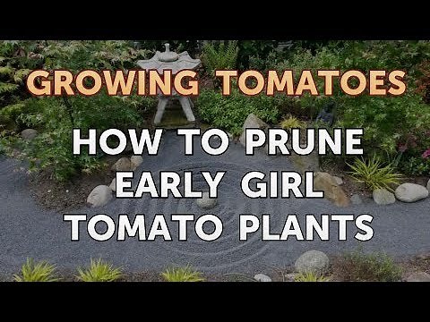 How to Prune Early Girl Tomato Plants