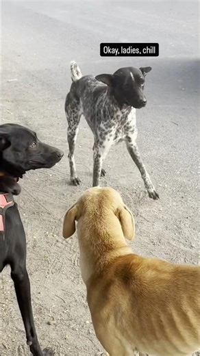 When an Intruder Ruins the Sniff Session 🐾 #funnydogs