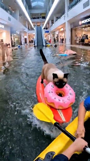 Cat Surfs Mall Flood with Stolen Donut