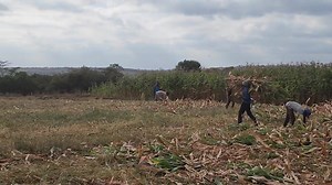 179K views · 5.6K reactions | Silage harvesting for healthy cows | 퐒퐞퐧.퐋퐞퐝퐚퐦퐚 퐎퐥퐞퐤퐢퐧퐚. | Facebook