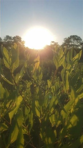 sound of silence summer ambience summer solstice coastal sunrise #naturaleza #verano #sol