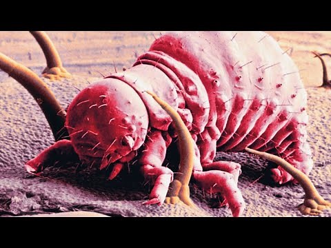 MICROSCOPIO electrónico Vs óptico