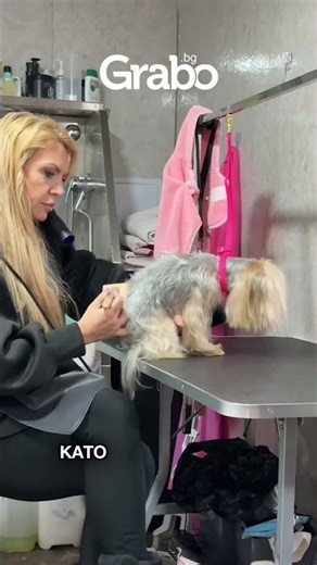🐶✨ Поглези своя любимец с професионален груминг! ✨🐶
