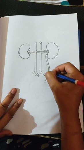 how to draw human kidney in easy way. #kidney #youtubeshorts #biological_sciences #stepbystepdrawing